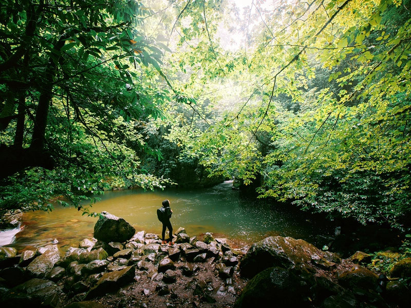 Mtirala National Park.jpg